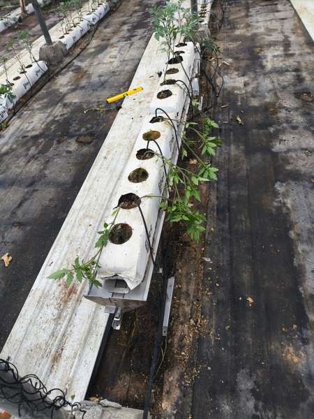 Sacs avec plantes et goutteurs installés sur le plateau
