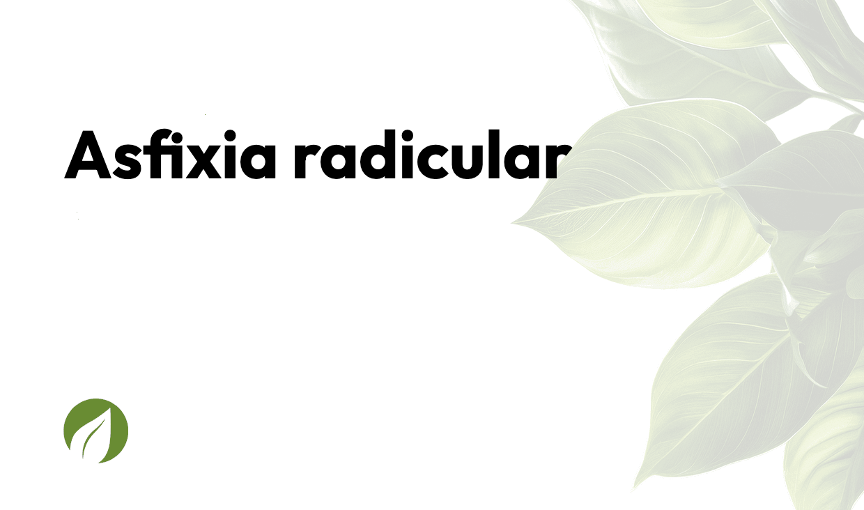 Asfixia radicular