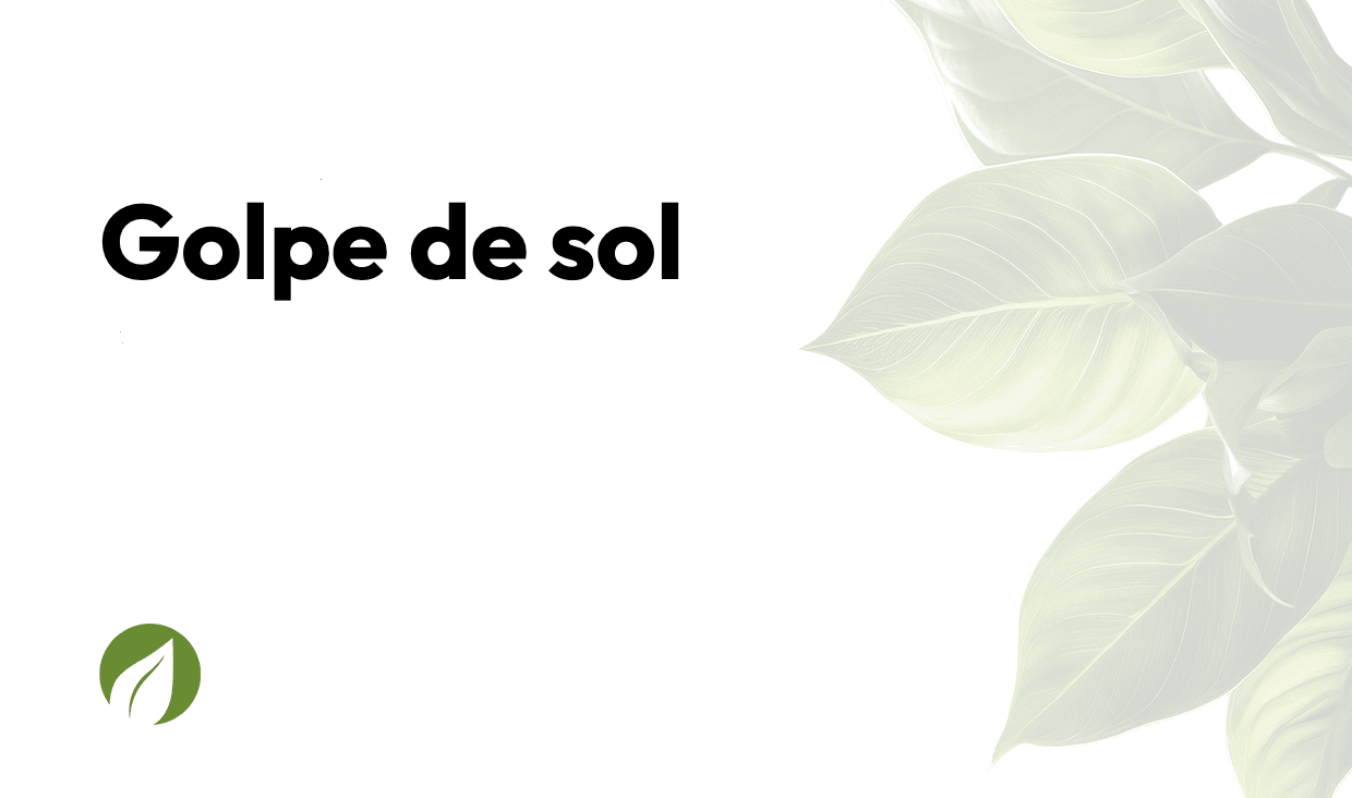 Golpe de sol