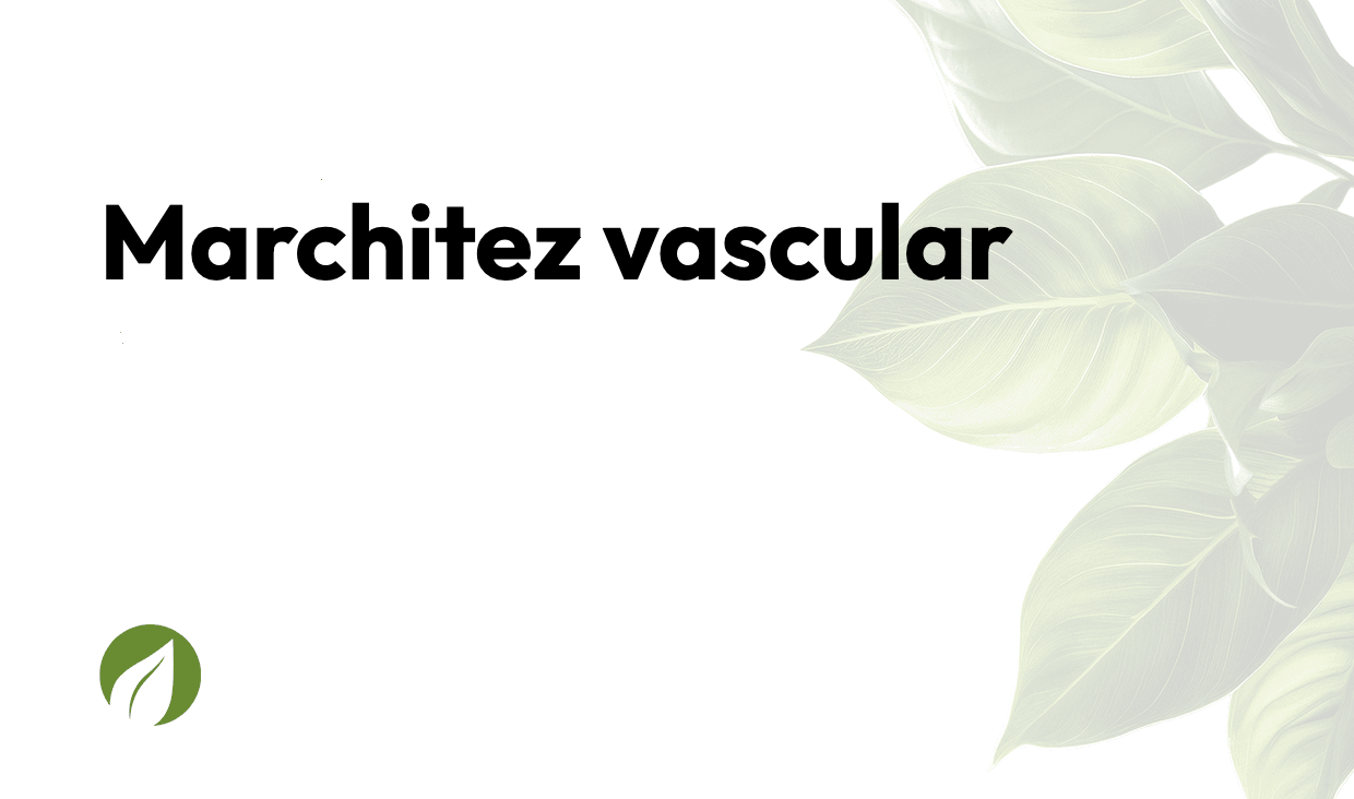 Marchitez vascular