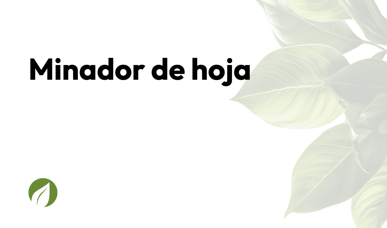 Minador de hoja