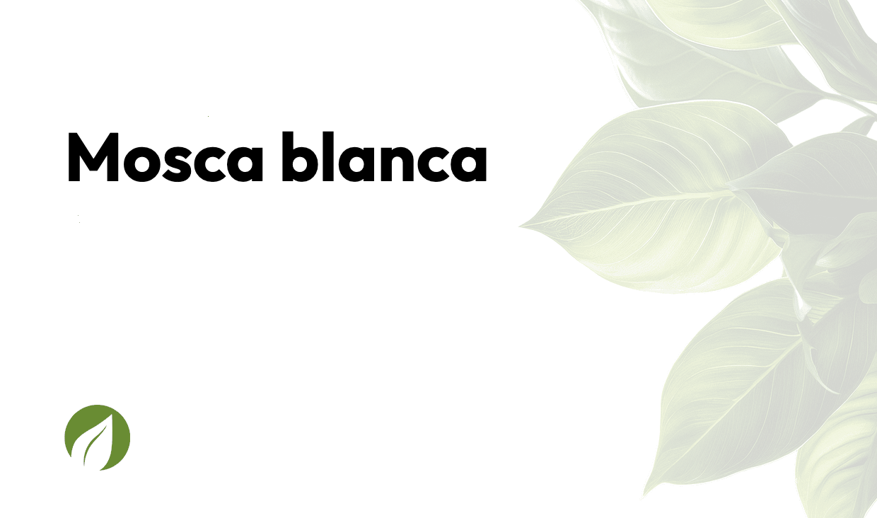 Mosca blanca