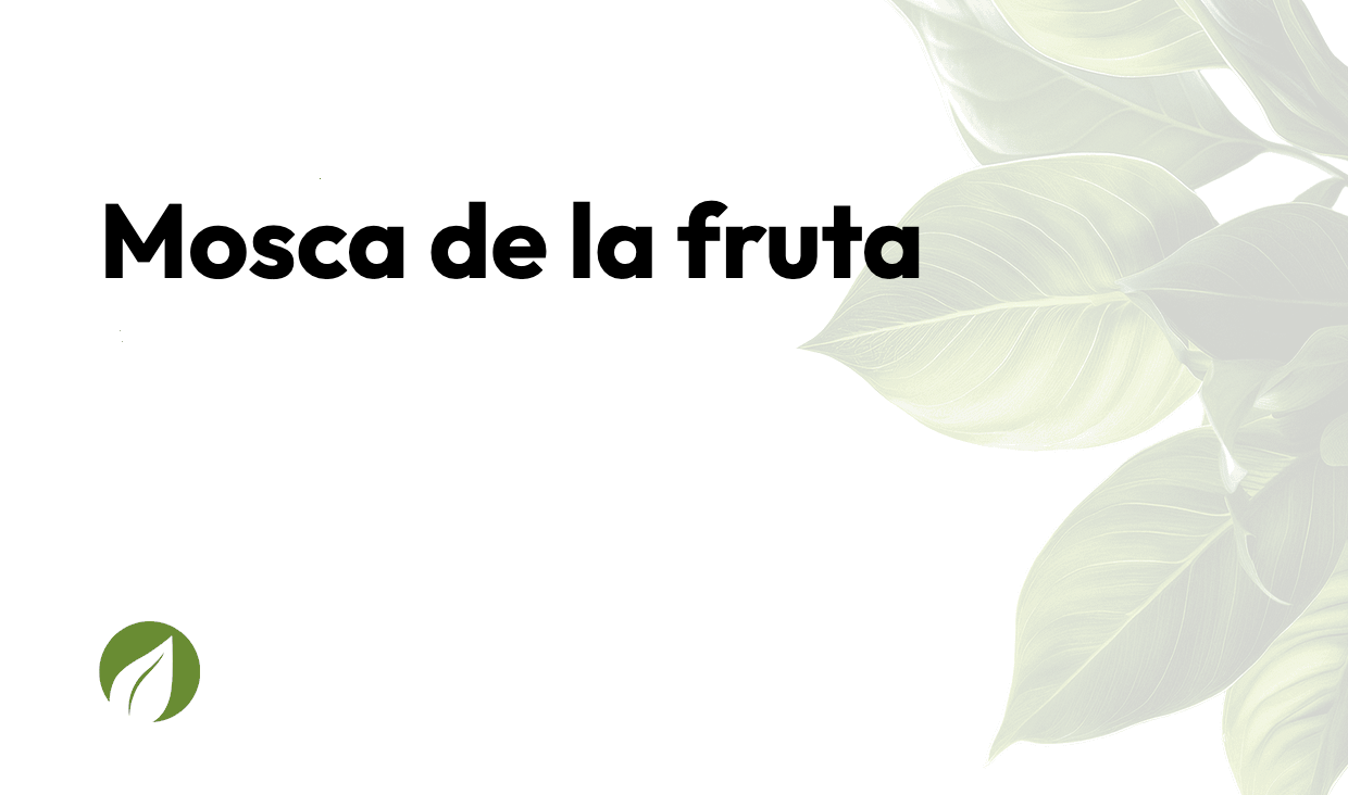 Mosca de la fruta