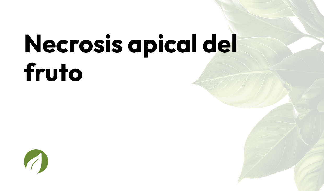 Necrosis apical del fruto - Help Center