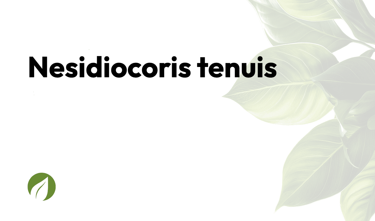Nesidiocoris tenuis