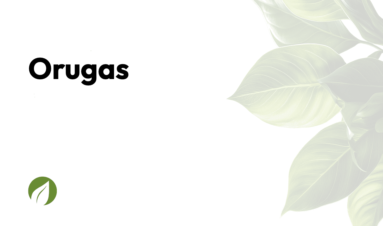 Orugas