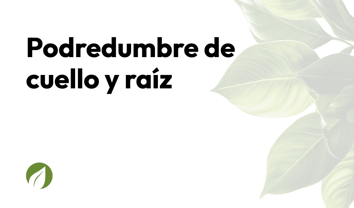 Podredumbre de cuello y raíz