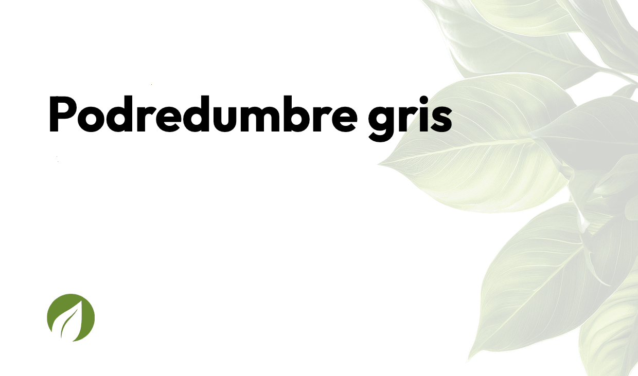 Podredumbre gris