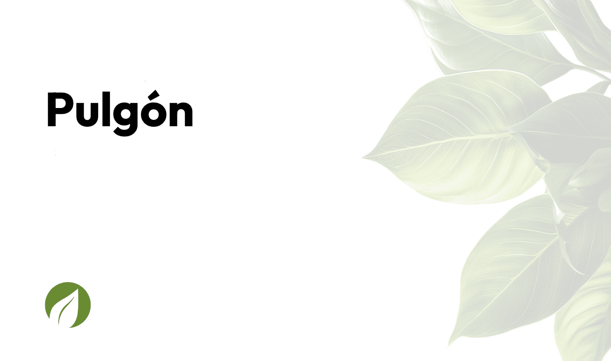 Pulgón