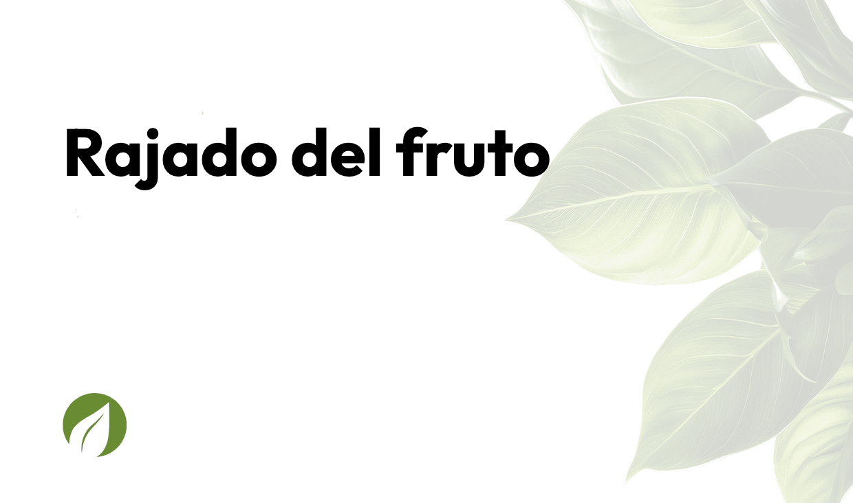 Rajado del fruto