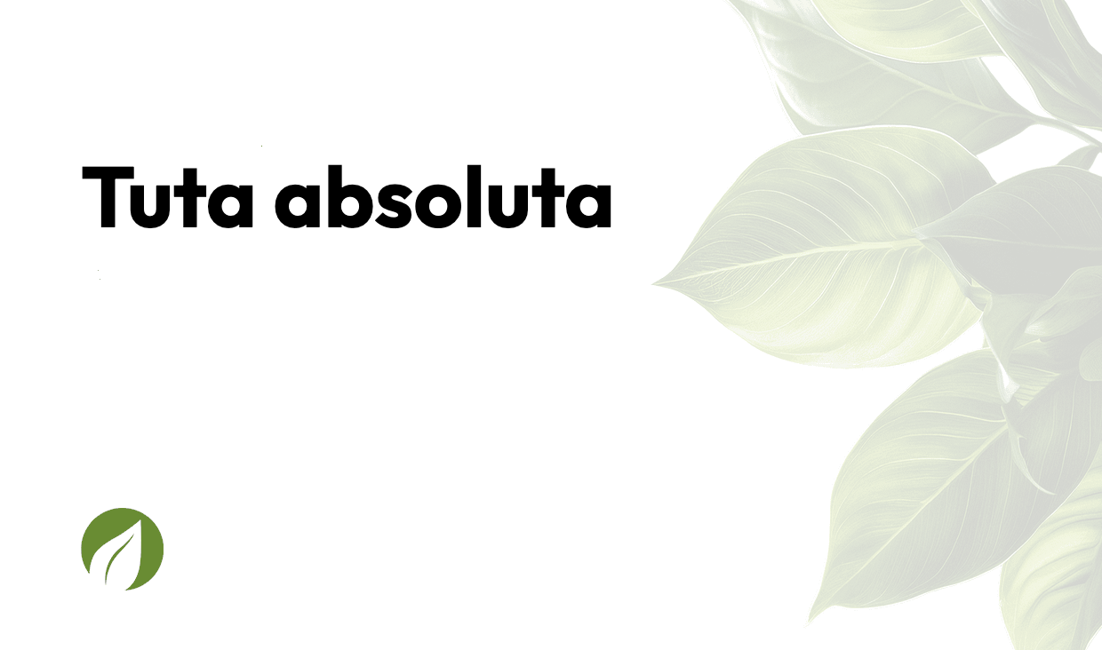 Tuta absoluta