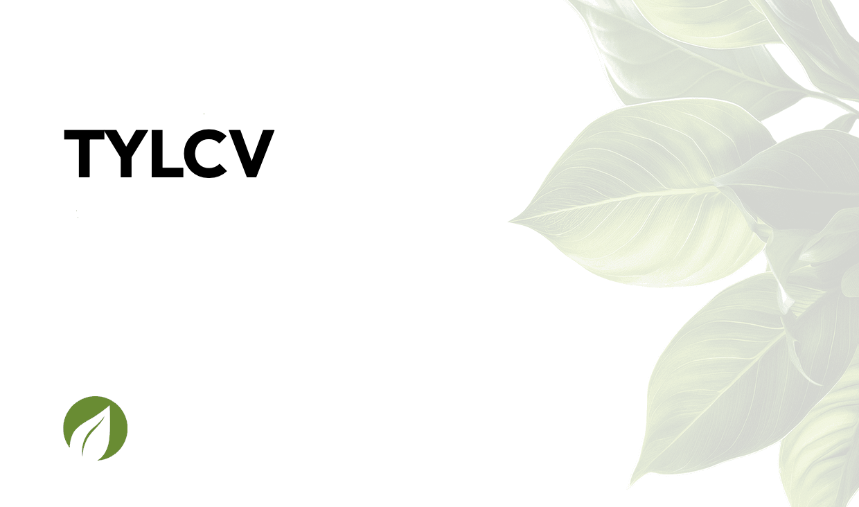 TYLCV